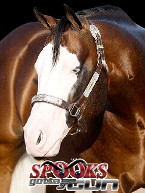 Spooks Gotta Gun Hhe380Pixel mit Logo