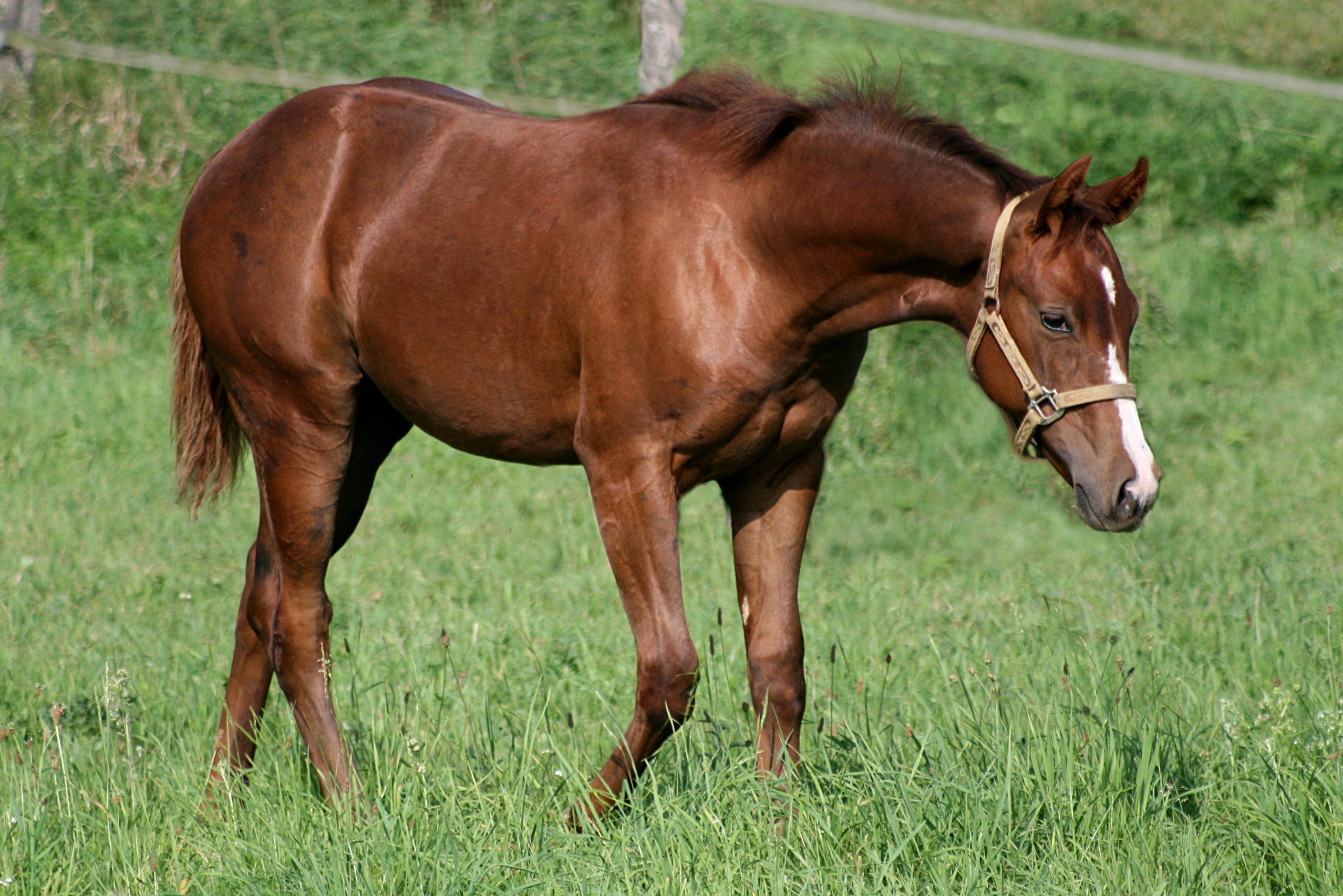 Tinker With Guns x Spooks Custom Belle - colt 2025 - Aug 2025