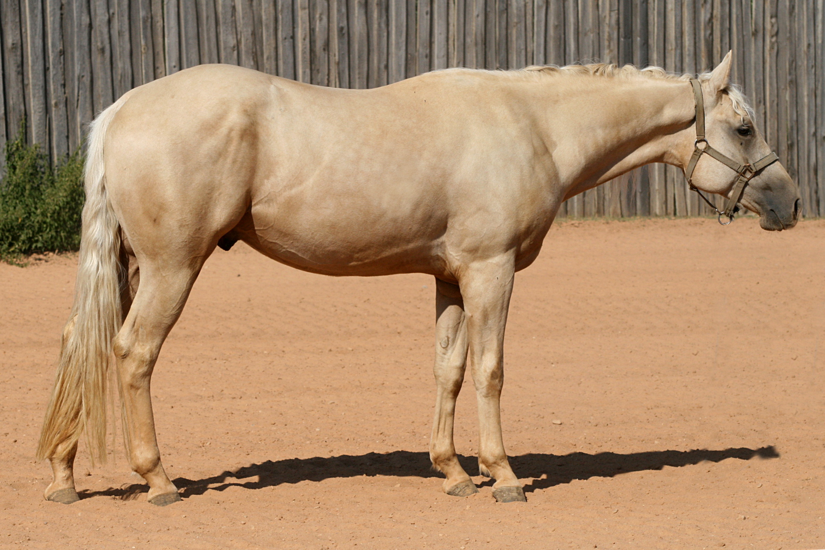 Shiners Voodoo Dr x Custom Gunabelle_gelding2023