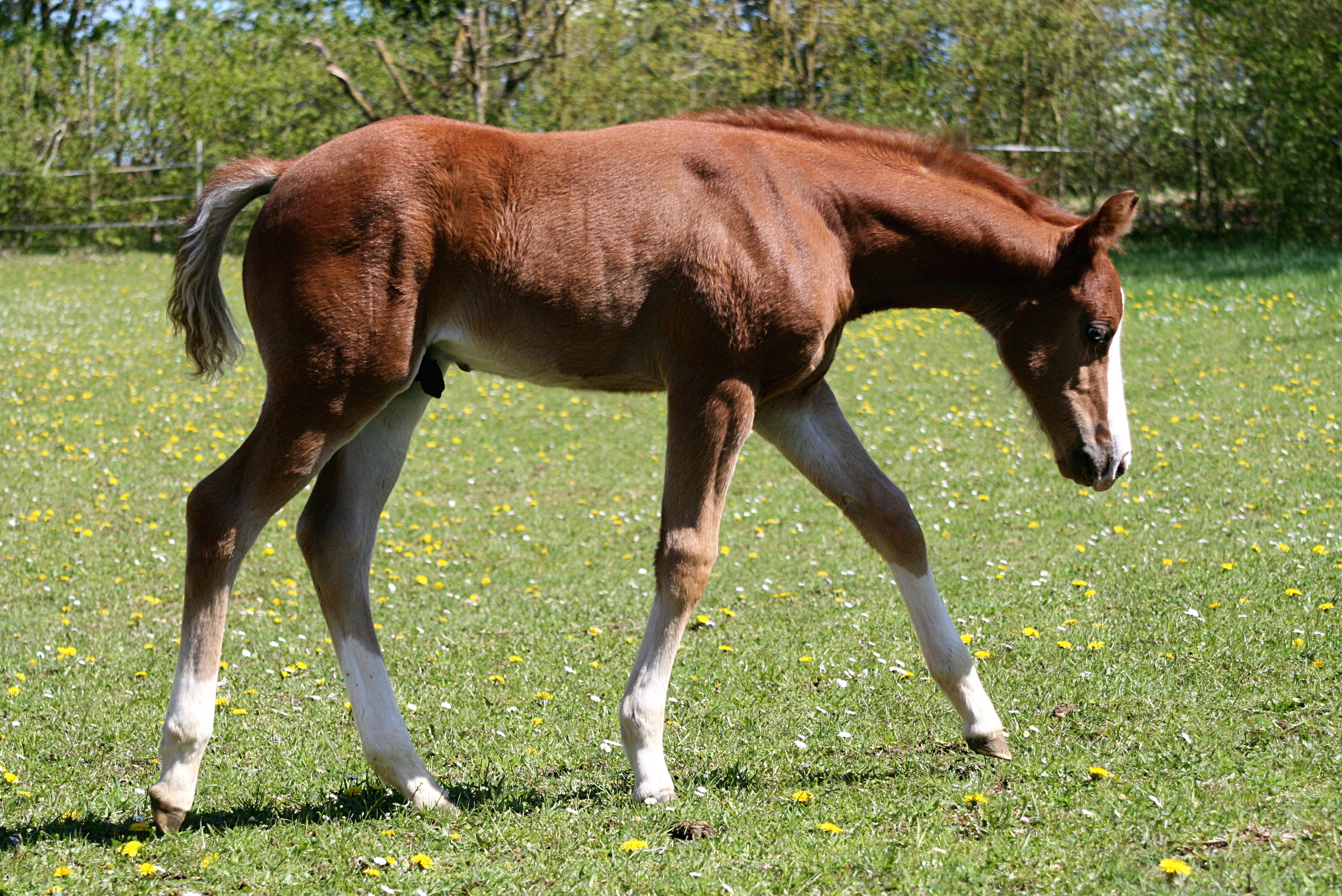 Electric Snow x Custom Crome x Boomernic - filly 2025 - June 2025