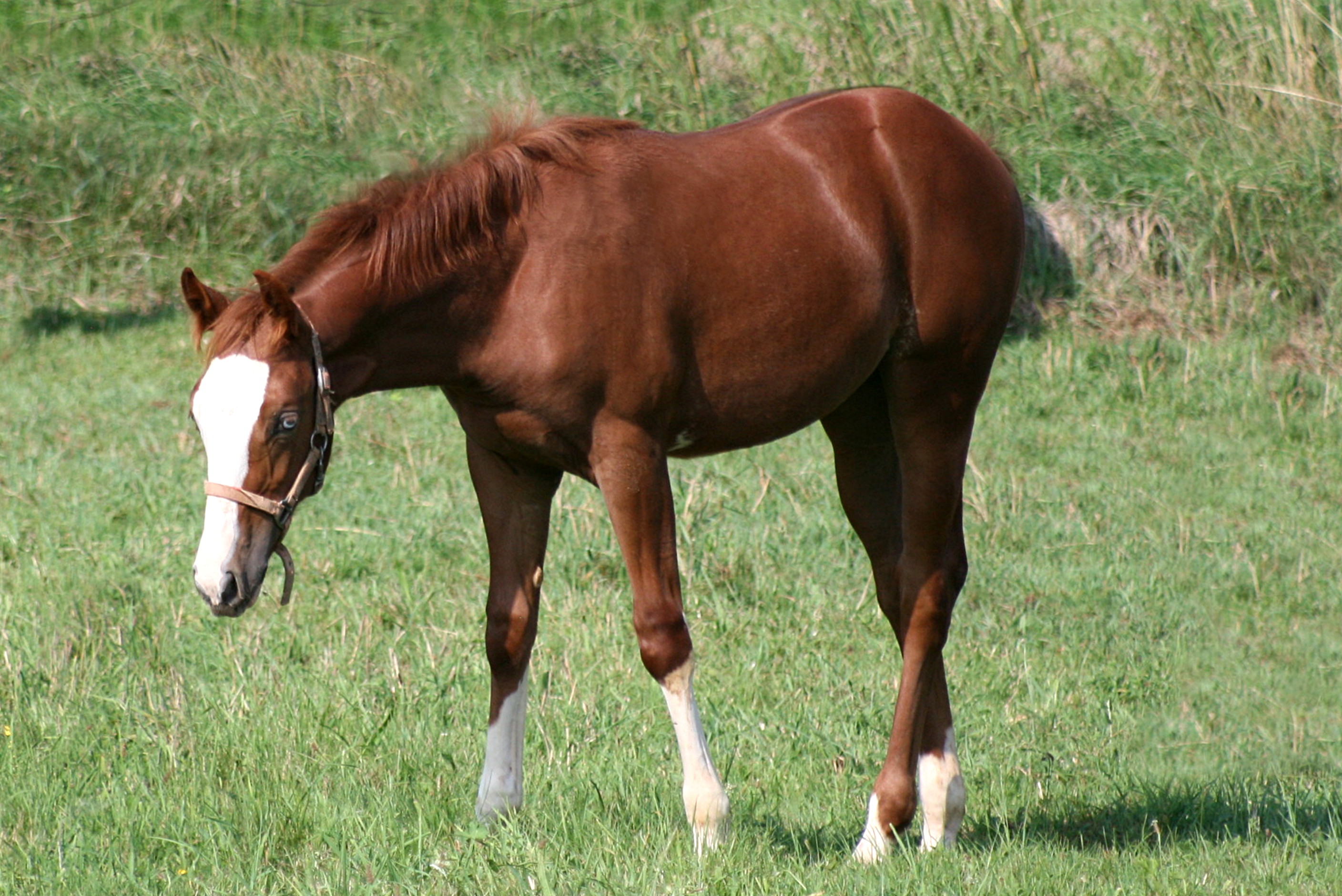 Electric Snow x Custom Crome x Boomernic - filly 2025 - June 2025