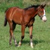 whizzabelle1