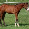 whizzabelle4