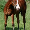 whizzabelle5