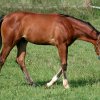 whizzabelle6