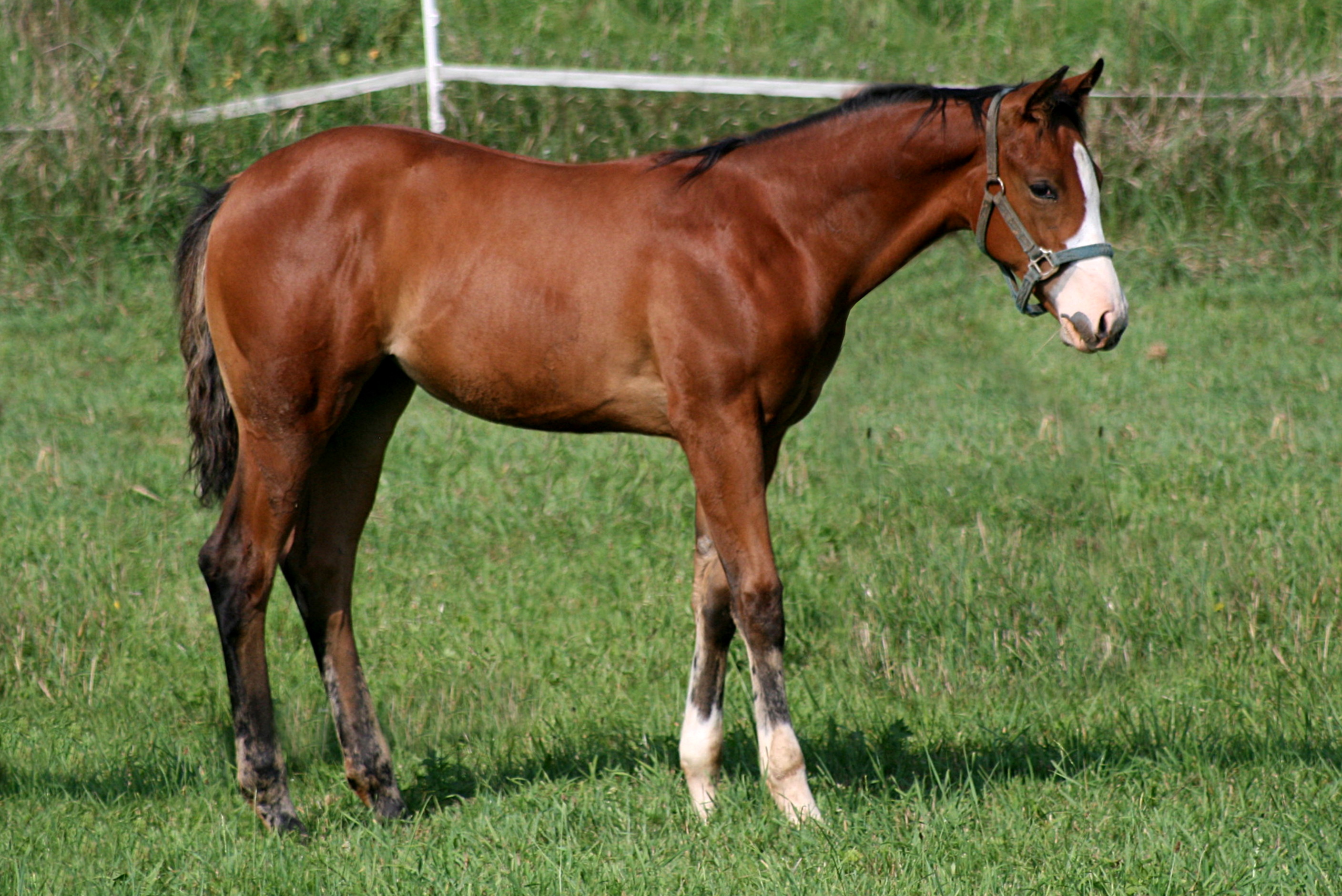 Electric Snow x Custom Crome x Boomernic - filly 2025 - June 2025
